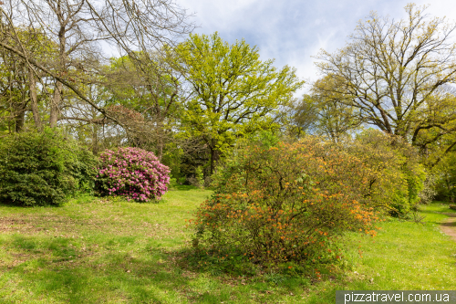 Rhododendrons in the Ohrberg Park, Emmerthal