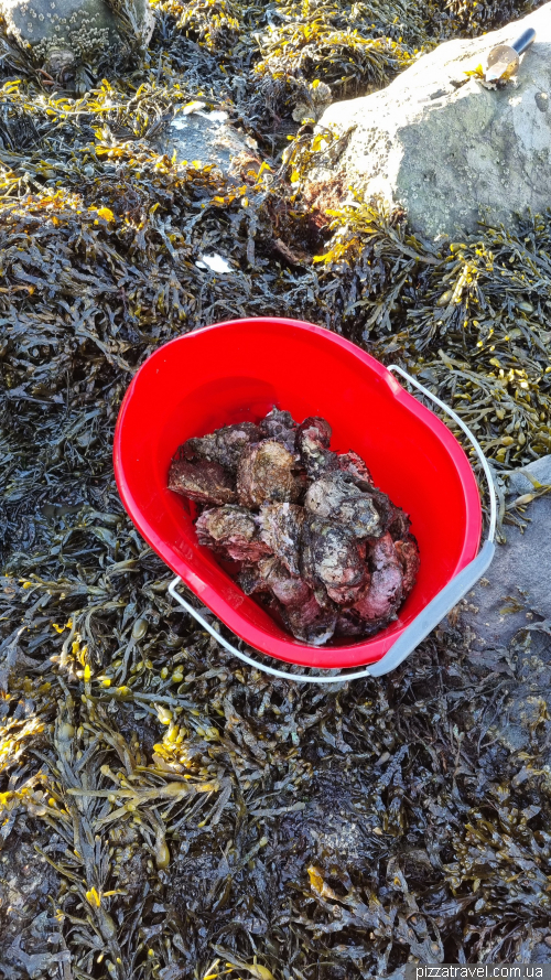 Collecting oysters in the Netherlands