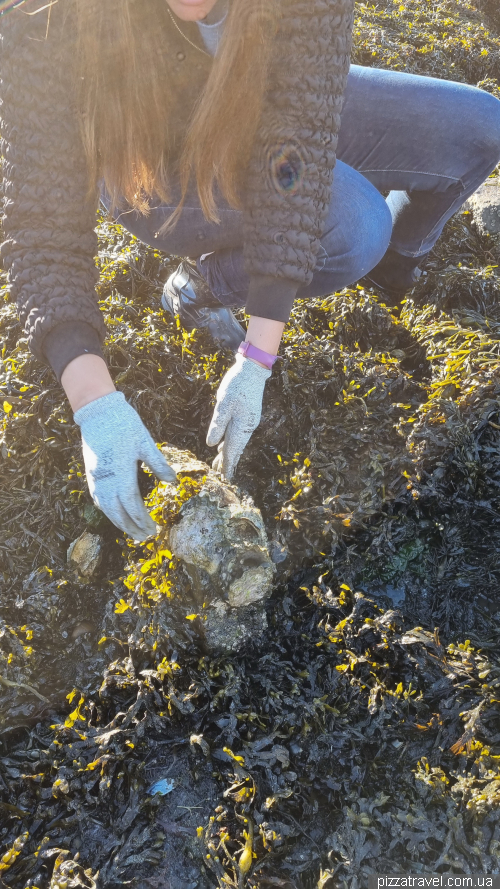 Collecting oysters in the Netherlands