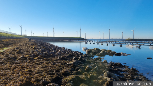 Collecting oysters in the Netherlands