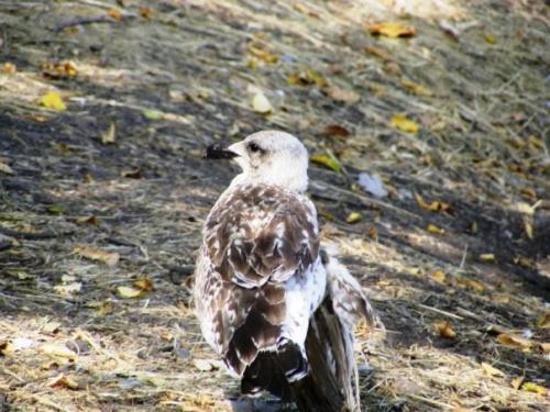 Bird with a broken wing