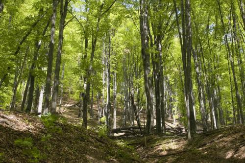 Virgin beech forest