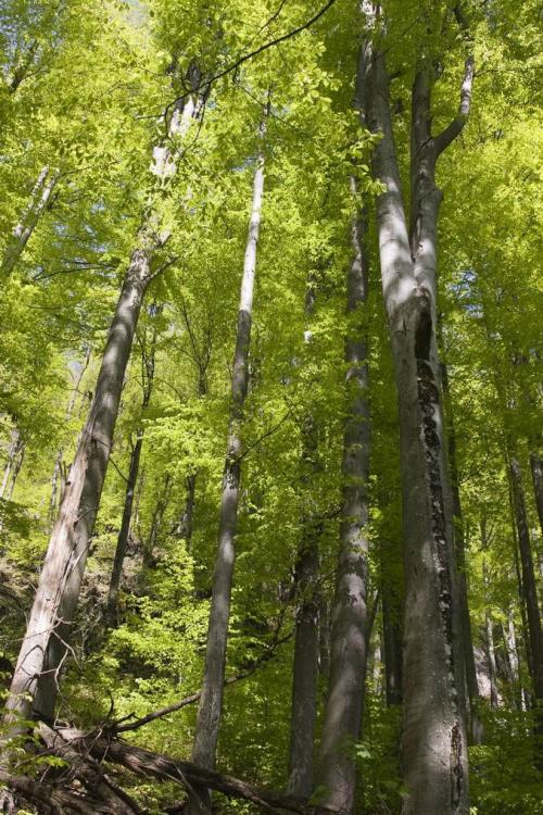 Virgin beech forest