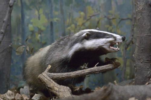 Museum of Mountain Ecology and History of Nature Use in the Ukrainian Carpathians