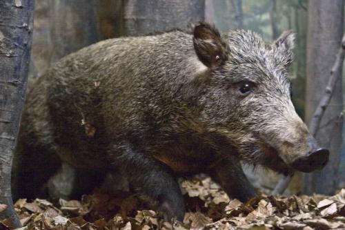 Museum of Mountain Ecology and History of Nature Use in the Ukrainian Carpathians