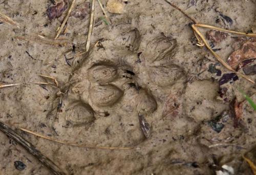 Animal tracks in the Kaniv Nature Reserve