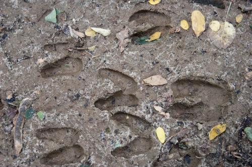 Animal tracks in the Kaniv Nature Reserve