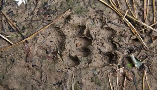 Animal tracks in the Kaniv Nature Reserve