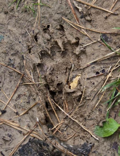 Animal tracks in the Kaniv Nature Reserve