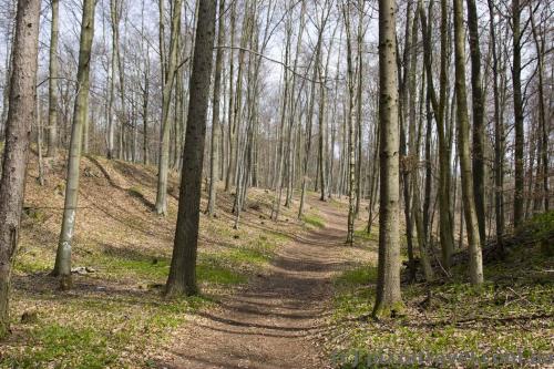 Ecotrail in the Natur Live park in the Harz Mountains