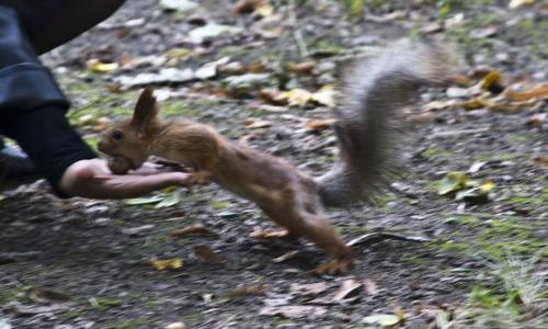 Hungry squirrel in the Shevchenko Park