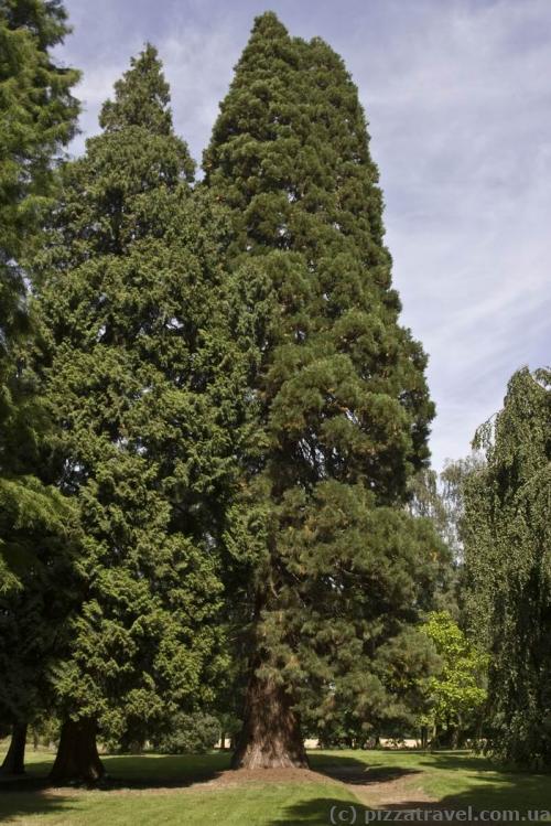 Mammoth tree in the park near the Huennefeld Castle