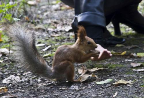 Hungry squirrel in the Shevchenko Park