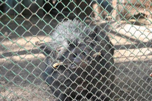 Zoo at the Monastyrskij (Monastery) island