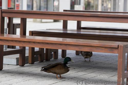 Ducks on central square