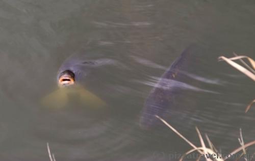 Fish in the pond near the Haemelschenburg Castle