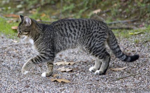 Cat near the Haemelschenburg Castle