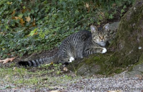 Cat near the Haemelschenburg Castle