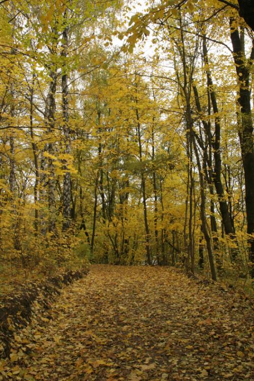 Sofiyivka Arboretum in Uman