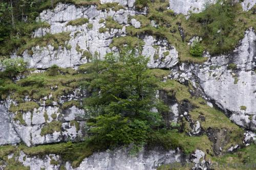 Trees grow on mountain slopes.