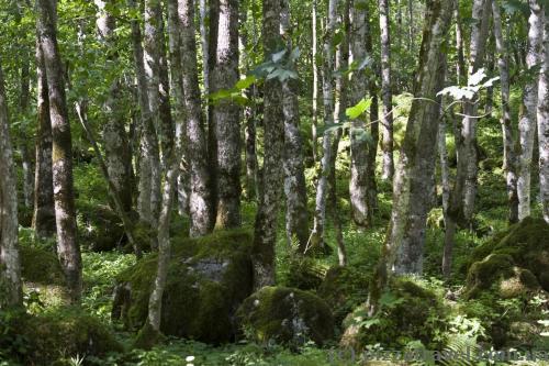 Forest between the Koenigssee and Obersee lakes