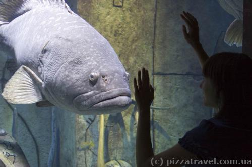 The Lost Chambers aquarium 