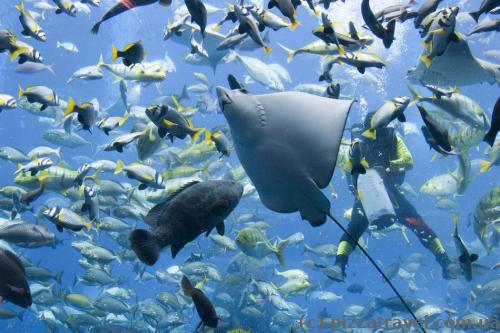 The Lost Chambers aquarium. Feeding the fish