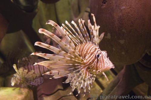 The Lost Chambers aquarium