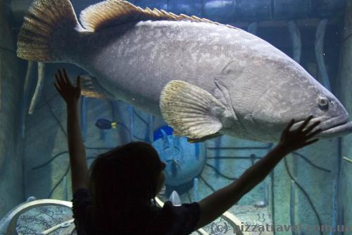 The Lost Chambers aquarium