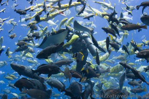 The Lost Chambers aquarium. Feeding the fish