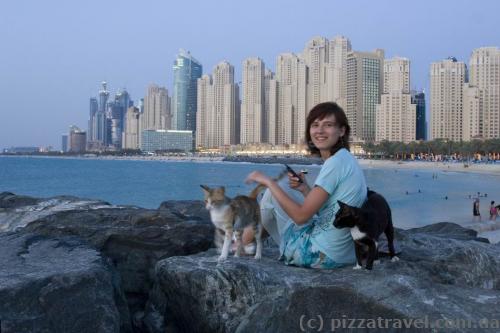 Cats on the pier in Dubai Marina