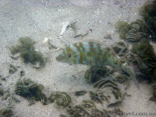 Fish at Fujairah