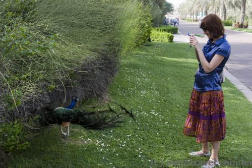 Peacocks near the ruling sheikh's residence