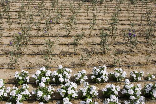 Each plant in the Emirates is watered individually.