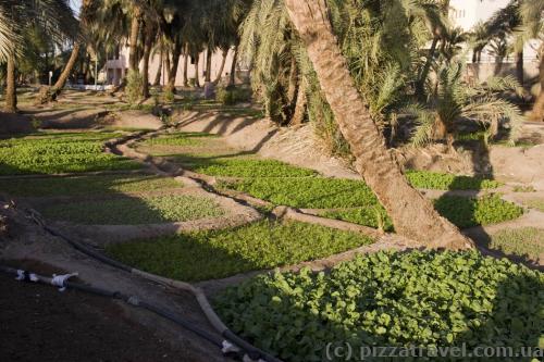 Original lawns in Aqaba