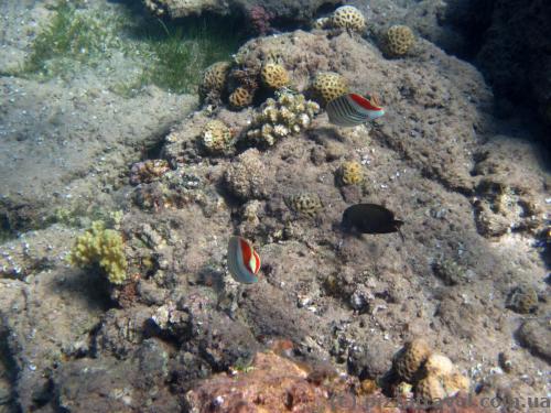 Red Sea near Aqaba