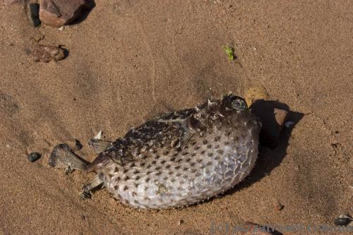 Fugu fish on the beach near Aqaba