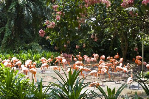 Bird park in Singapore