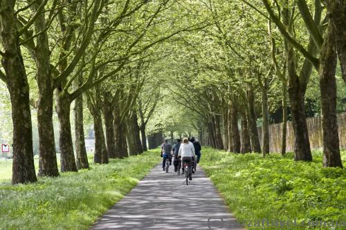 Very beautiful sycamore alley behind the Corvey Castle