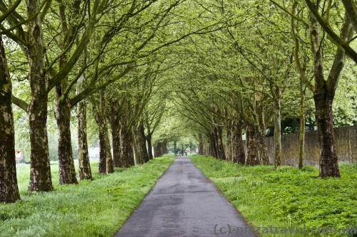 Beautiful sycamore alley near the Corvey Castle