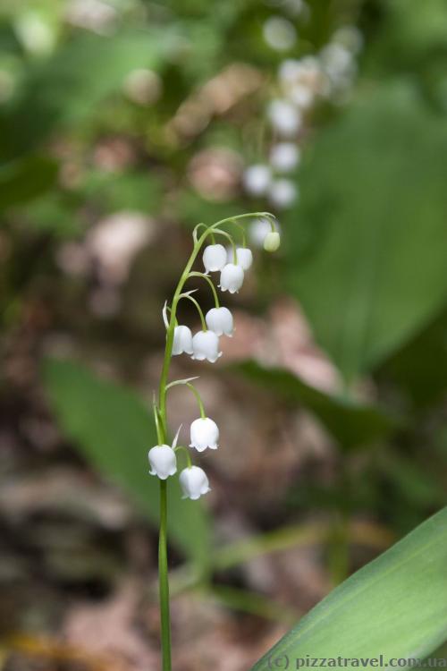 Lily of the valley