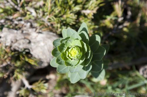 It seems that this plant was used as the logo of British Petroleum.