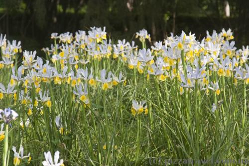 Irises in the Nikitsky botanical garden