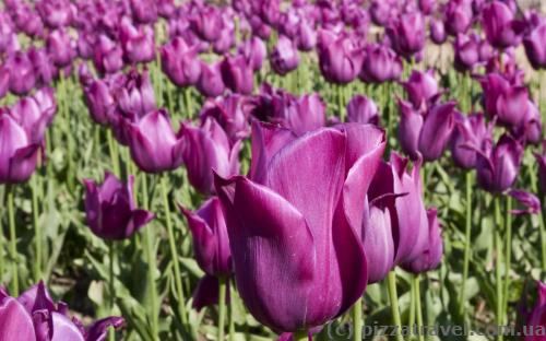 Tulips in the Nikitsky botanical garden