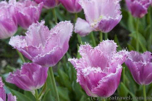 Tulips in the Nikitsky botanical garden