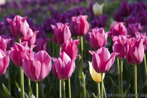 Tulips in the Nikitsky botanical garden