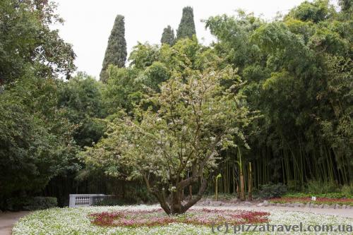 Nikitsky botanical garden