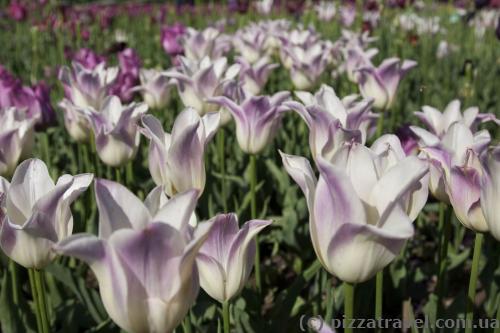 Tulips in the Nikitsky botanical garden