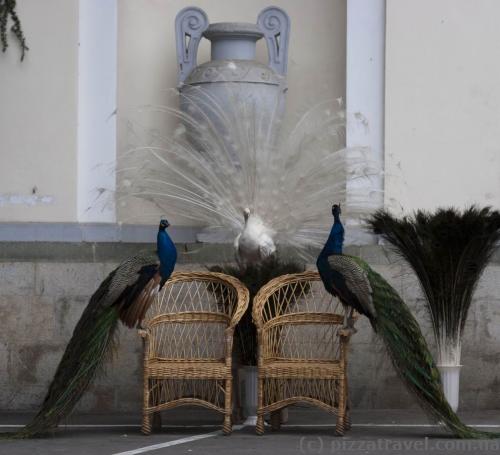 Peacocks near the lower entrance to the Nikitsky botanical garden