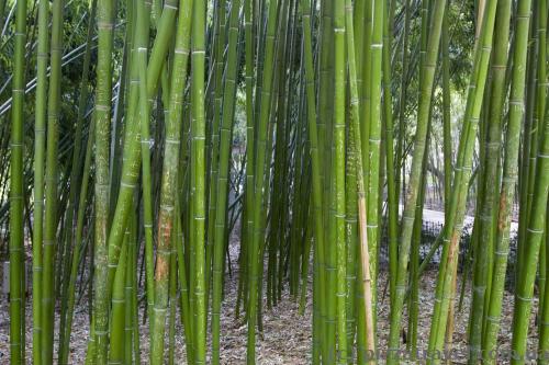 Bamboo in the Nikitsky botanical garden